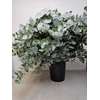 EUC CINEREA PER STEEL -IT-